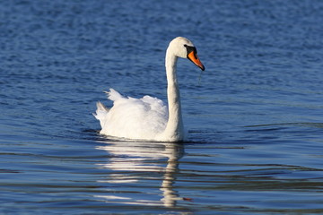 Cygnus olor. Mute Swan closeup on the water in Siberia