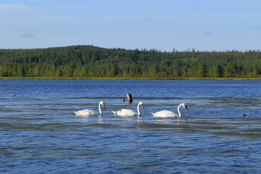 Cygnus olor. Mute swans swim on the lake on the Yamal Peninsula