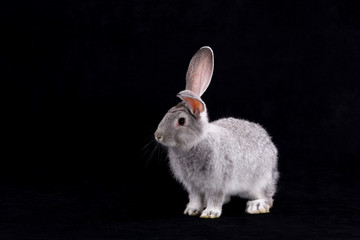 Gray rabbit on a black background