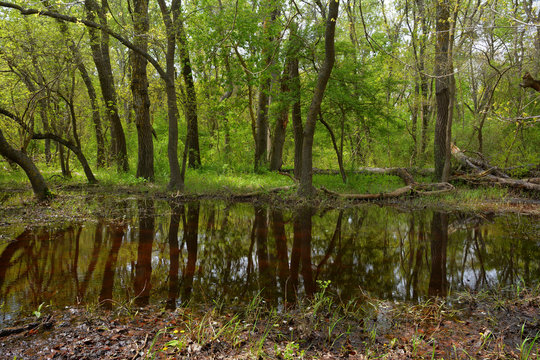 Old Letea Forest, amazing tourist attraction in Danube Delta, Romania