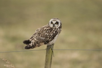 Short-eared owl