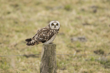 Short-eared Owl