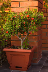 Garnet in the flowerpot