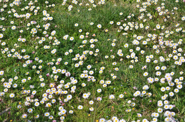 white daisy flower