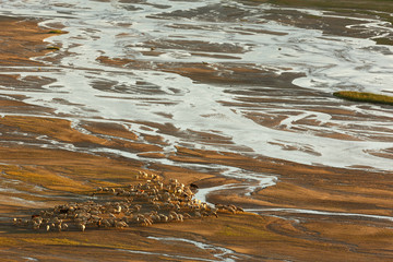 Herd of sheep walking on the shallow river