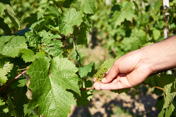 Inflorescence of the vine in valley of Moselle / Vintner checking the flowers in his vineyard in spring © marako85