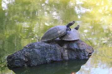 Obraz premium Tortugas, Jardín Botánico. Medellín, Colombia.