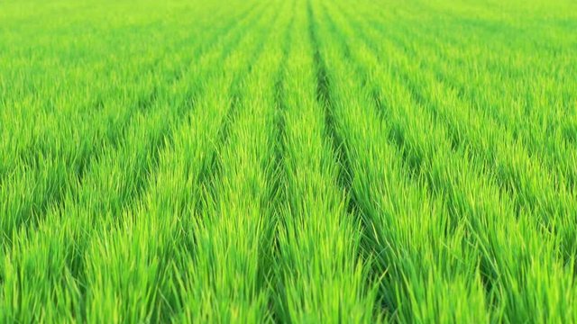 Grass of rice field swaying in wind in summer
