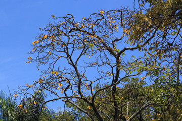Paisaje. Jardín Botánico. Medellín, Colombia.