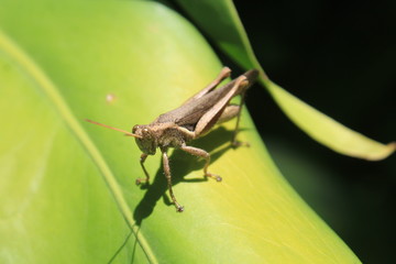 Grillo, Jardín Botánico. Medellín, Colombia.