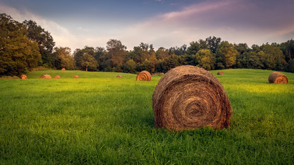 Round hay bales in a grassy meadow on a summer evening