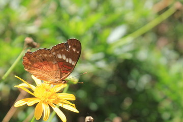 Mariposa, Jardín Botánico. Medellín, Colombia.