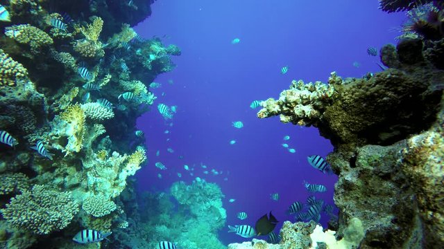 Tropical fish and coral reefs. A warm sea. Diving.