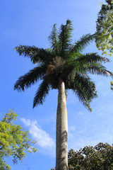 Paisaje, Jardín Botánico. Medellín, Colombia.