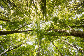 Spring forest trees. nature green wood sunlight ,Scenic forest of fresh green deciduous trees framed by leaves, with the sun casting its warm rays through the foliage.