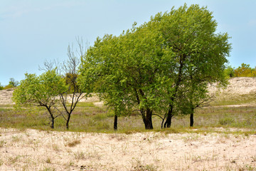 Old Letea Forest and sand dunes, amazing tourist attraction in Danube Delta, Romania