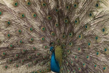 Naklejka premium Peacock