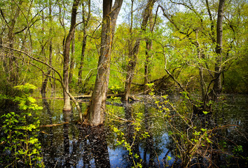Old Letea Forest, amazing tourist attraction in Danube Delta, Romania