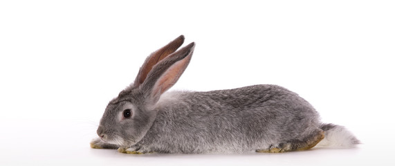 Side view of a gray rabbit on a white background
