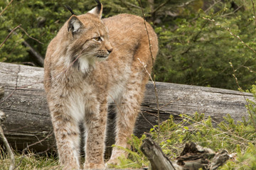 Fototapeta premium European lynx