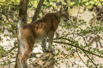 European lynx (cap)
