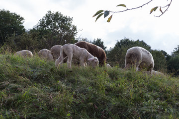 sheeps at august summer time in south germany near stuttgart