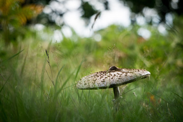 Fairy fungus