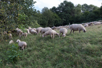 sheeps at august summer time in south germany near stuttgart