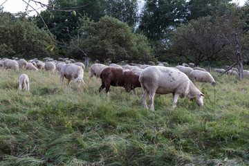 sheeps at august summer time in south germany near stuttgart