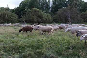 sheeps at august summer time in south germany near stuttgart