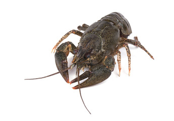 Fresh live crayfish isolated on white background