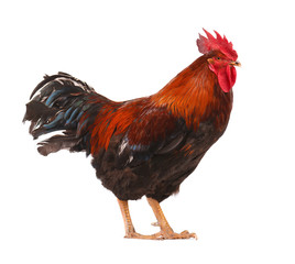 Beautiful male rooster isolated on white background. Close-up
