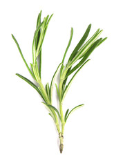 Green sprig fresh rosemary isolated on white background. Branch of rosemary