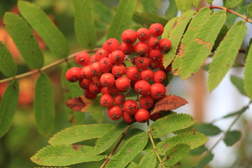 Red bunches of mountain ash
