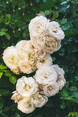 Withering white roses