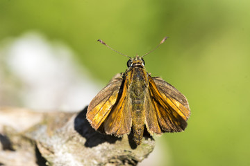 Farfalla OCHLODES SYLVANUS 