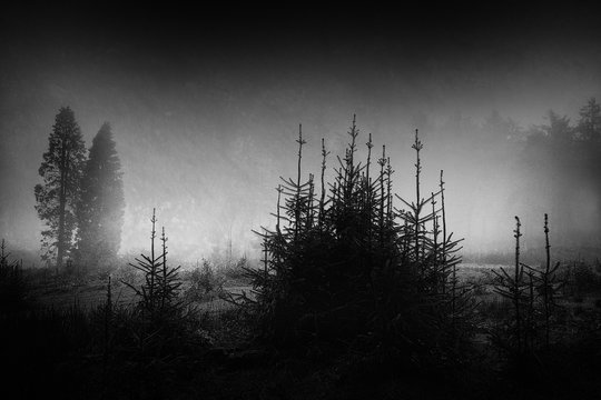 Fototapeta dark and scary landscape in black and white