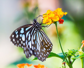 Butterfly on flowers / beautiful butterfly & flower in the garden / Close Up butterfly on flower / butterfly.