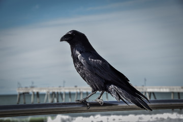 A raven, hunting down it's next meal.
