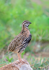 Rain Quail or Coturnix coromandelica, beautiful bird standing on a rock with green background.