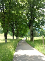 Erfrischenden Weg zwischen den Bäumen