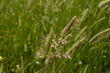 Meadow plants closeup as green natural background
