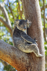 relaxing koala bear in a gum tree