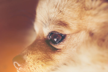 Close up Eye of Pomeranian dog.