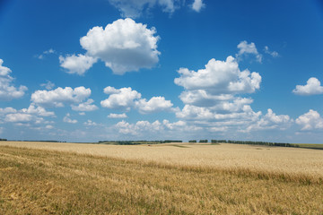 Obraz premium Field of ripe wheat and sky with clouds