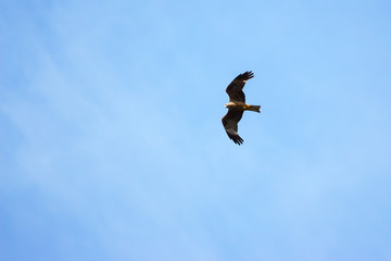 Black kite flying on blue sky background