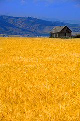 Cabin Old Homestead on Farmground Field of Grain