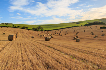 Fototapeta premium Harvest Landscape
