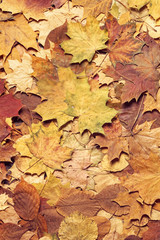 Colorful autumn background. Fallen leaves.