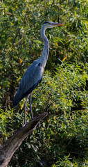 Fototapeta premium Heron bird standing on a brench in Danube Delta